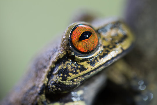 Hypsiboas armata Bolivia 2016