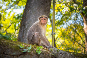Portrait of a female macaque (Macaca radiata) that sits on the top of the concrete wall of Periyar National Park in Kumily, Kerala, India