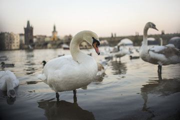 Swans on Vltava river in Prague, Czech Republic. Charles Bridge on the background