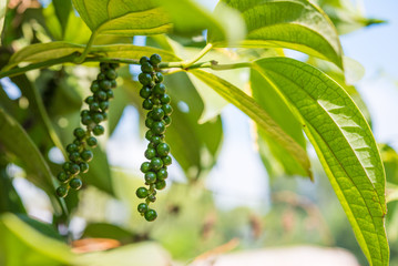 Black pepper in the garden: the plant's branch with green berries and leaves - Kumily, Kerala,...