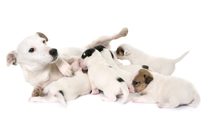 adult and puppies jack russel terrier © cynoclub