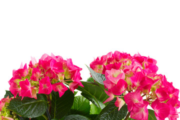 pink  hortensia flowers