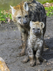 Spotted hyena cub