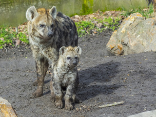 Spotted hyena cub