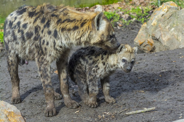 Spotted hyena cub