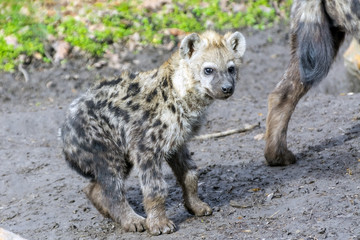 Spotted hyena cub