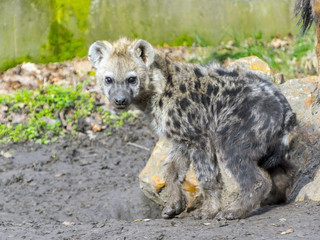 Spotted hyena cub