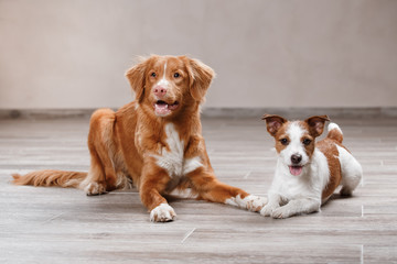 Dog Jack Russell Terrier and Dog Nova Scotia Duck Tolling Retriever