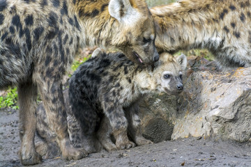 Spotted hyena cub