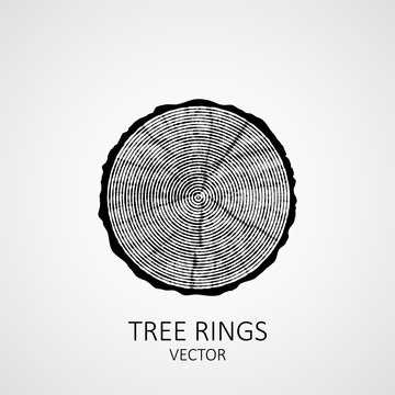 Annual tree rings. Saw cut tree trunk. Vector wood texture