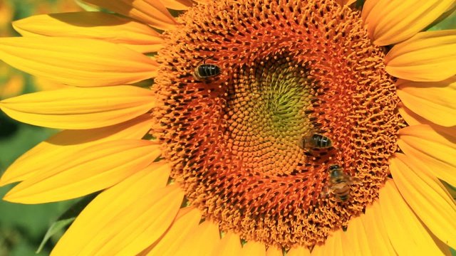 Abeilles butinant une fleur de tournesol