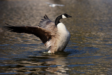 Canada Goose, Branta canadensis
