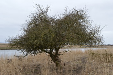 eenzame meidoorn in natuurgebied Oostvaardersplassen
