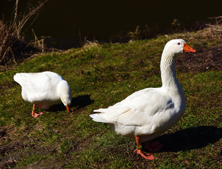 White goose near river