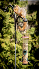Squirrel thief takes food from birds