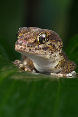 Madagascan Ground Gecko (Paroedura Pictus)/Madagascan Ground Gecko on large wet palm leaf