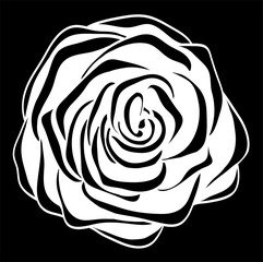 beautiful monochrome black and white rose  isolated.