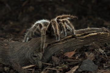 Chilean Rose Tarantula (Grammostola Rosea)/Chilean Rose Tarantula on forest floor © davemhuntphoto