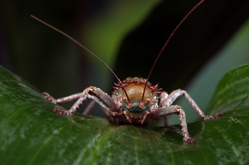 Armoured Cricket (Acanthoplus Discoidalis)/Armoured Cricket on top of large palm leaf