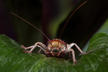 Armoured Cricket (Acanthoplus Discoidalis)/Armoured Cricket on top of large palm leaf