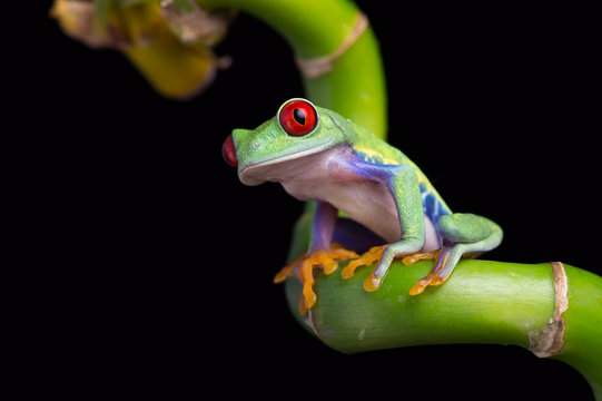 Red-Eyed Amazon Tree Frog (Agalychnis Callidryas)/Red-Eyed Amazon Tree Frog on twisted Bamboo