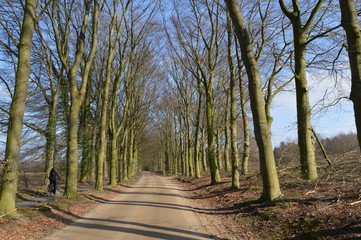 bospad en fietspad met fietser
