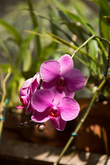 Orquídea
Cheia de detalhes, esta é uma orquídea muito comum no brasil.