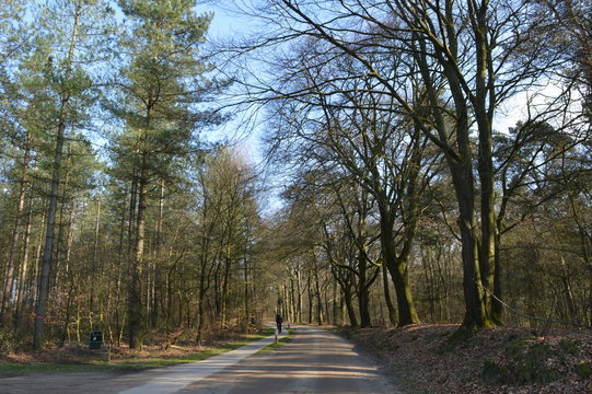 bospad en fietspad met fietser