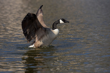 Canada Goose, Branta canadensis