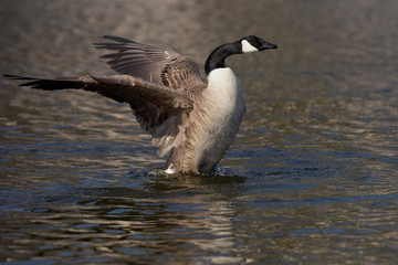 Canada Goose, Branta canadensis