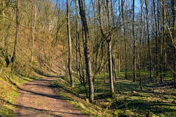 Spring path in forest