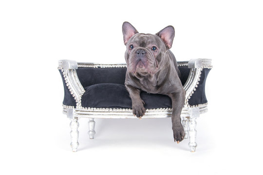 French Bulldog chilling