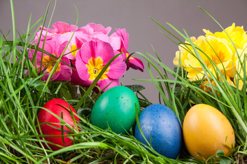 Easter colored eggs in the grass
