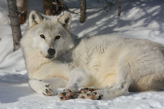 Arctic wolf relaxing