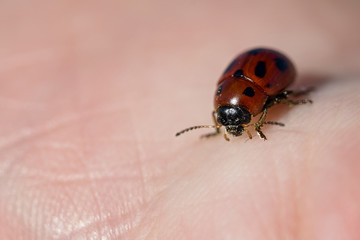 macro ladybyg on human hand