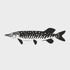 pike fish vector illustration on white background