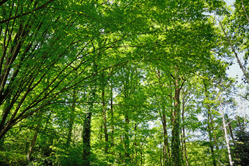 trees under the sun