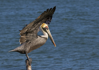 Brown Pelican (Pelecanus occidentalis)