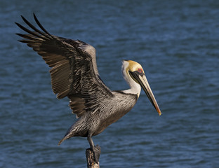 Brown Pelican (Pelecanus occidentalis)