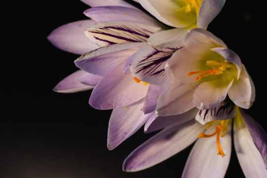 Flowers, purple crocuses bloom