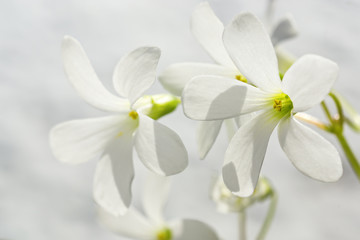 Naklejka na ściany i meble White flowers macro