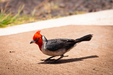 Red-crested cardinal on a sidewalk