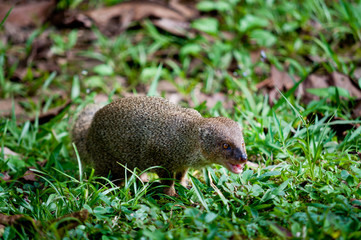 Small asian mongoose