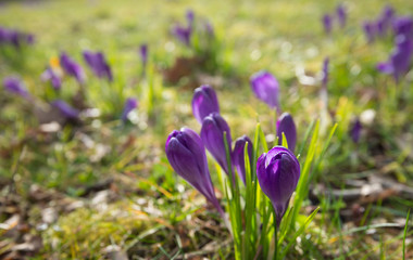 Some purple crocuses in a large field fromclose