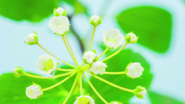 White jasmine flower blossoming / White jasmine flower blossoming timelapse video shot against a blue background