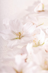 Obraz na płótnie Canvas 水に浮かべた桜の花