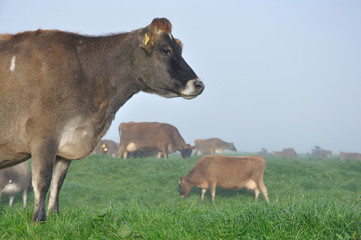 Jersey cow