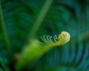 Green fern curling to blossom