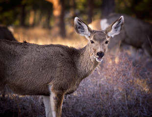 Naklejka na ściany i meble A mule deer in Rocky Mountain National Park, Colorado, USA.