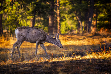 Obraz na płótnie Canvas A mule deer in Rocky Mountain National Park, Colorado, USA.